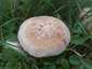 Márványos pereszke (Lepista panaeolus), Budai-hegység